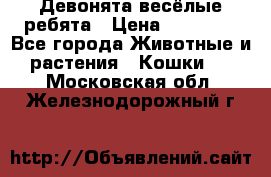 Девонята весёлые ребята › Цена ­ 25 000 - Все города Животные и растения » Кошки   . Московская обл.,Железнодорожный г.